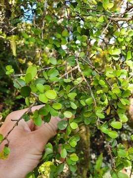 Myrsine umbricola Heenan & de Lange resmi