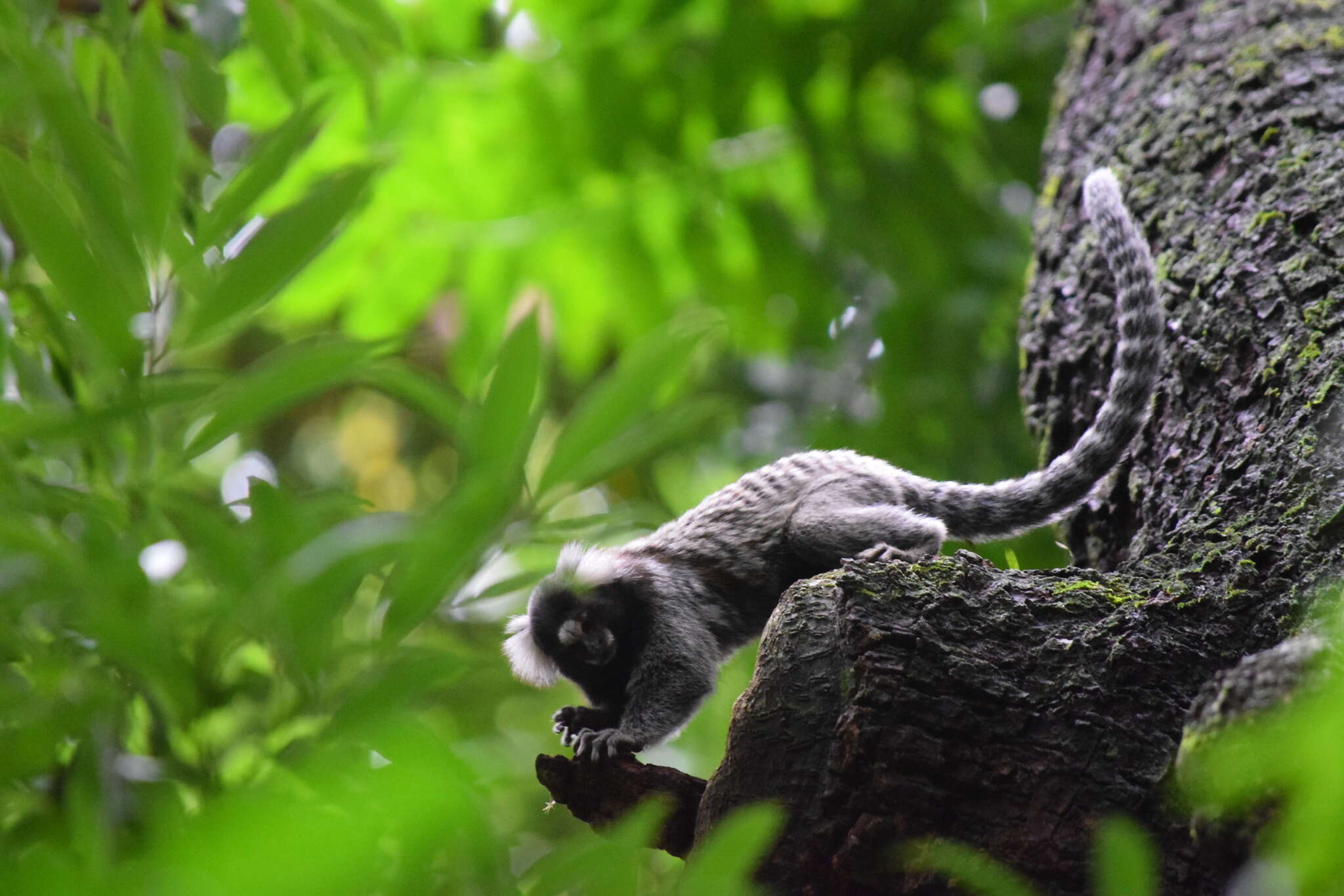 Image of Common Marmoset