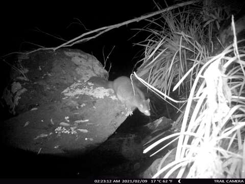 Image of Mountain Brushtail Possum