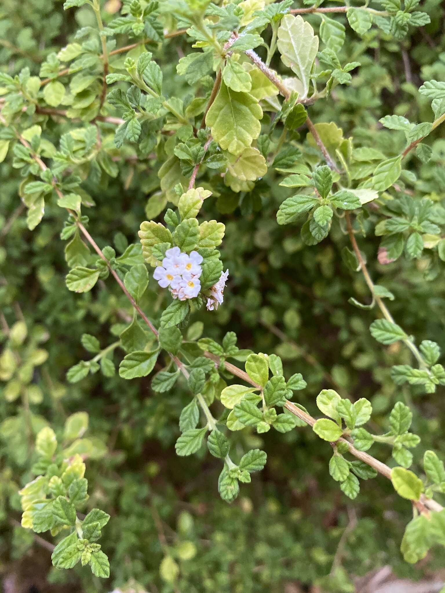 Image of Spanish thyme