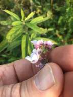 Image of Diascia rigescens E. Mey. ex Benth.