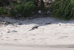 Image of Varanus salvator andamanensis Deraniyagala 1944