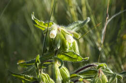 Слика од Onosma visianii G. C. Clementi