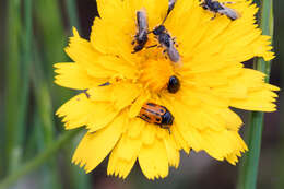 Image of Panurginus albopilosus (Lucas 1849)