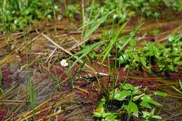 Imagem de Sagittaria trifolia L.