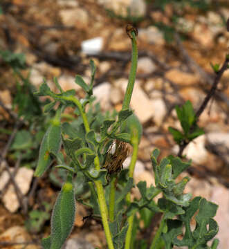 Image of Glaucium grandiflorum Boiss. & Huet