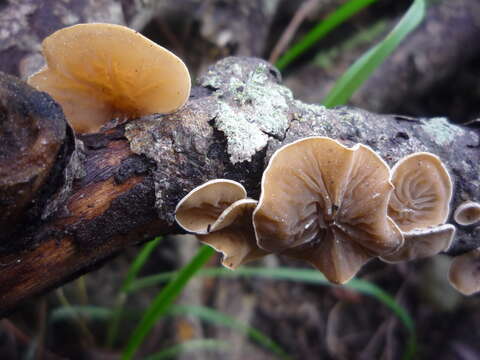 Image of Schizophyllum amplum (Lév.) Nakasone 1996