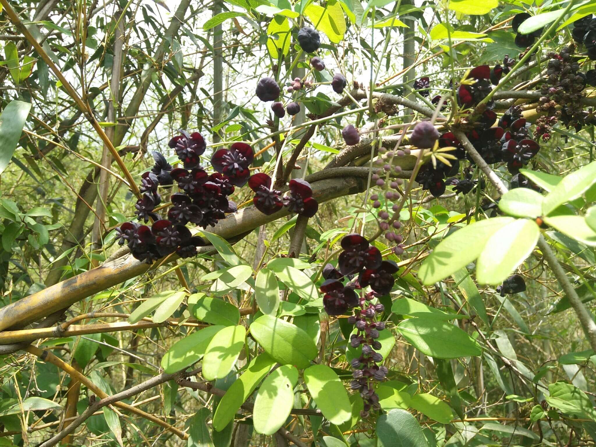 Image of Akebia longeracemosa Matsum.