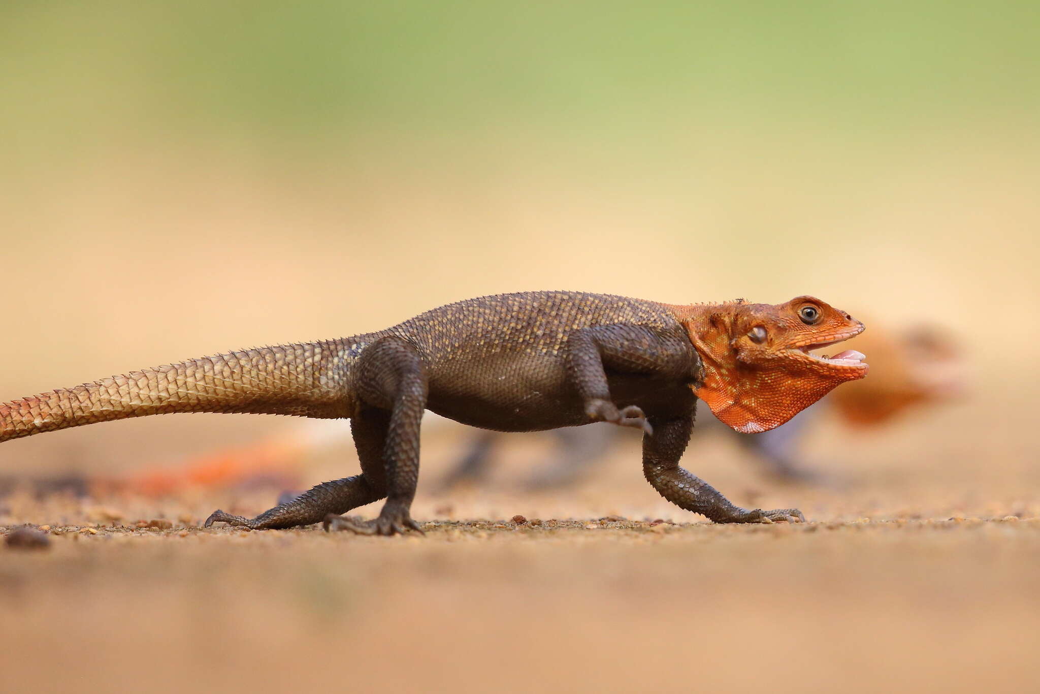 Image of Common agama