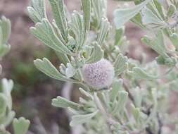 Image of Rhopalomyia hirtipomum Gagne 1985