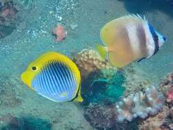 Image of Spot-tail Butterfly Fish