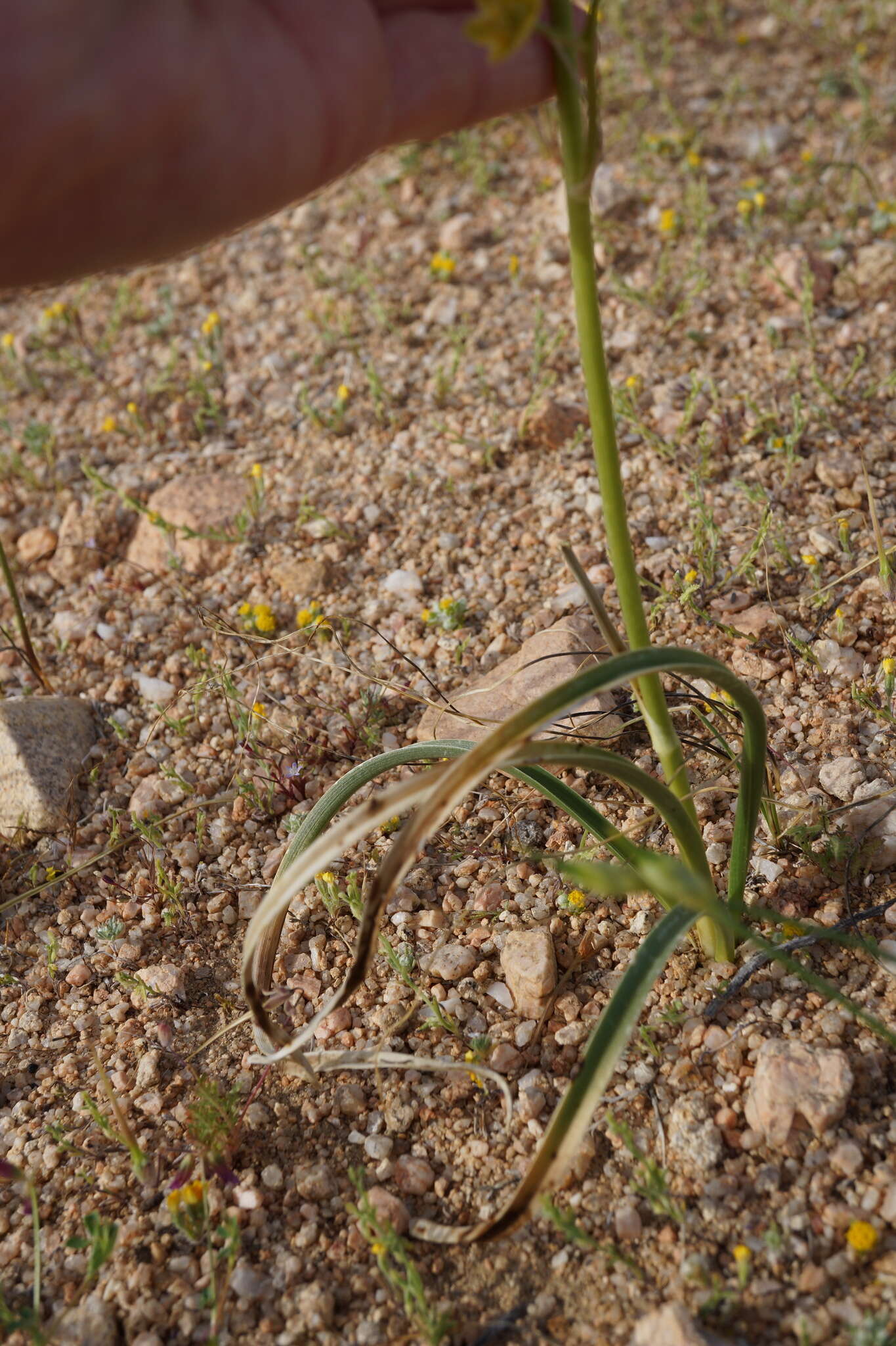 Image of desert deathcamas