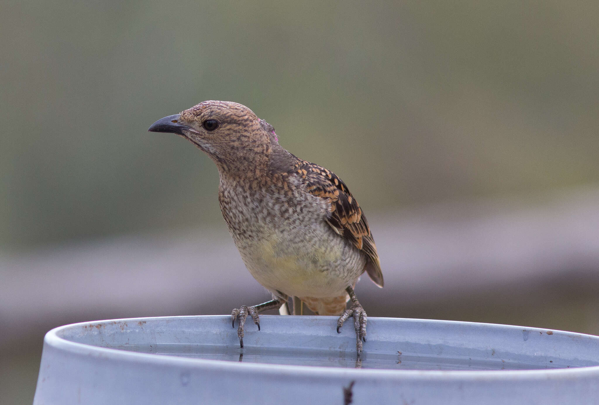 Image of Spotted Bowerbird