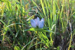 Image of gentian