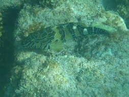 Image of Giant Hawkfish