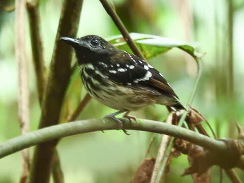 Image of Dot-backed Antbird