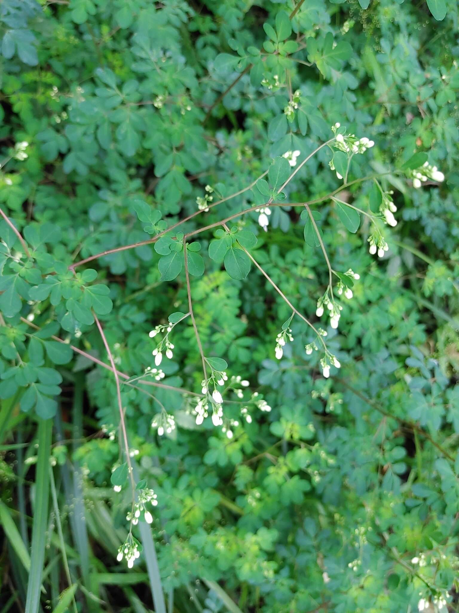 Image of Boenninghausenia albiflora (Hook.) Rchb. ex Meisn.