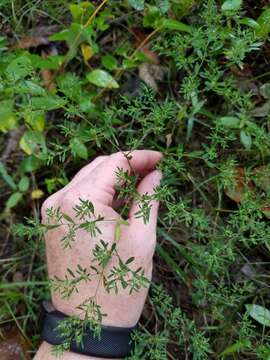 Image of hairy forked nailwort