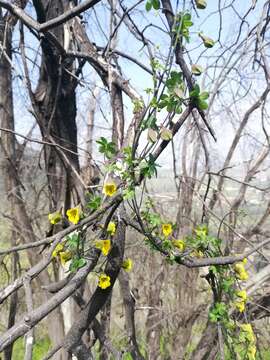 Image of Tropaeolum brachyceras Hook. & Arn.