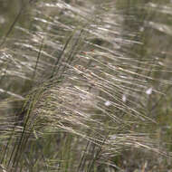 Image of Austrostipa eremophila (Reader) S. W. L. Jacobs & J. Everett