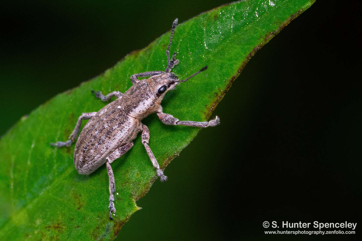 Image of Tanymecus (Tanymecus) lacaena (Herbst 1797)