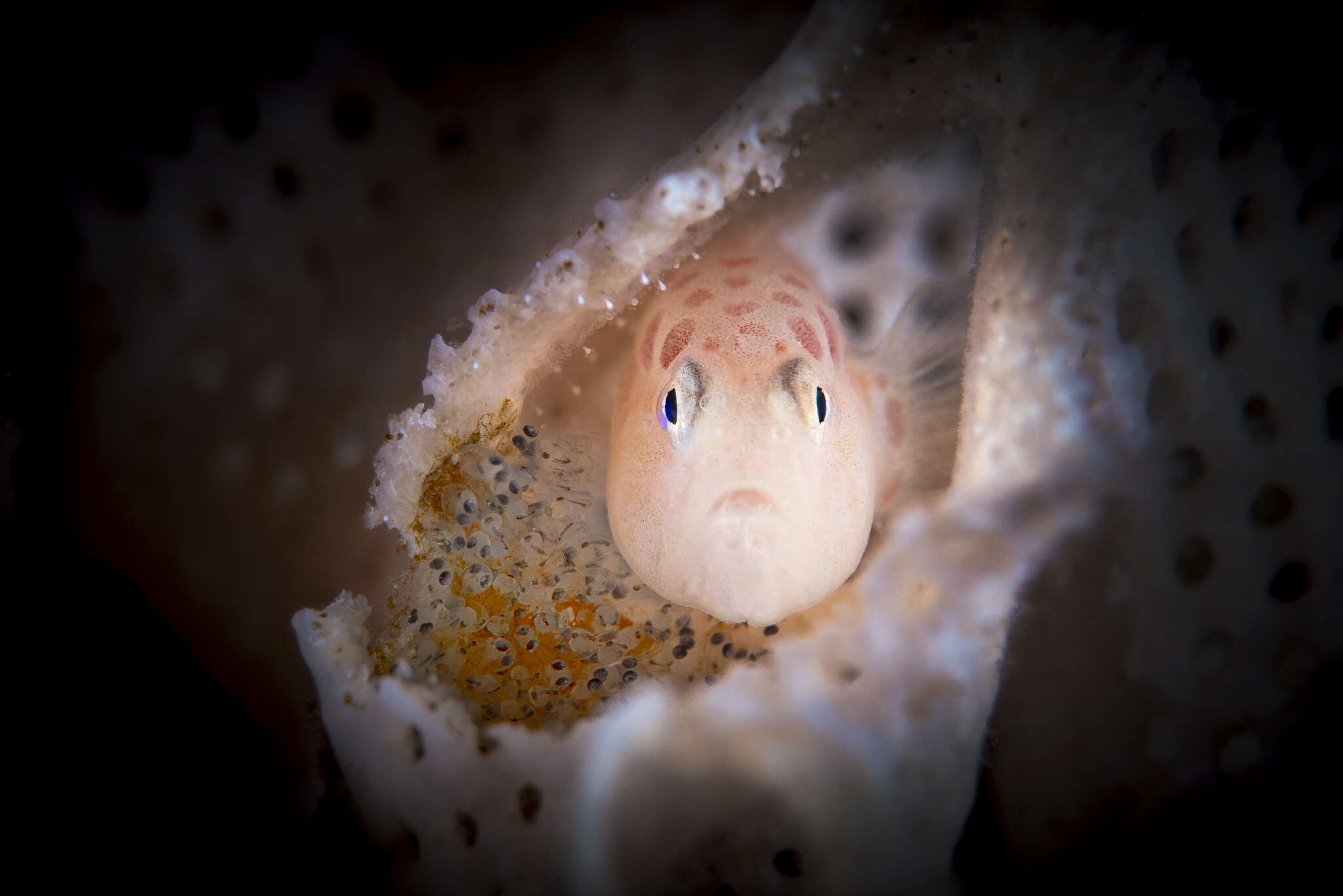 Image of Bryozoan goby