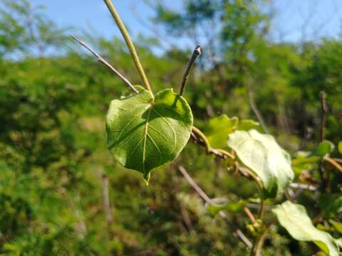 Image of beach milkvine