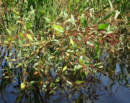 Imagem de Amaranthus cannabinus (L.) Sauer