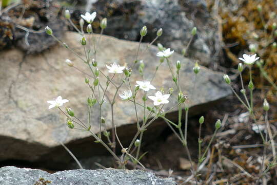 Image of slender stitchwort