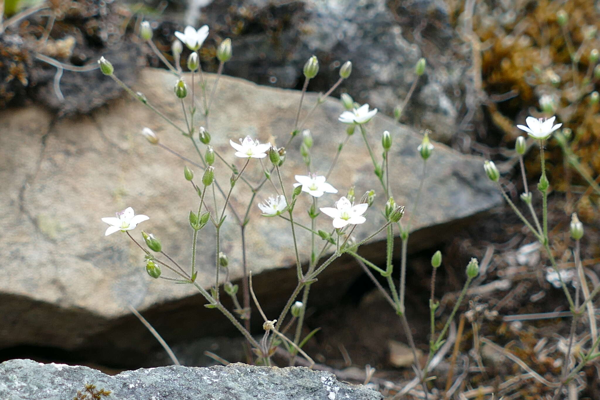 Image de Sabulina macra (A. Nelson & J. F. Macbr.) Dillenb. & Kadereit