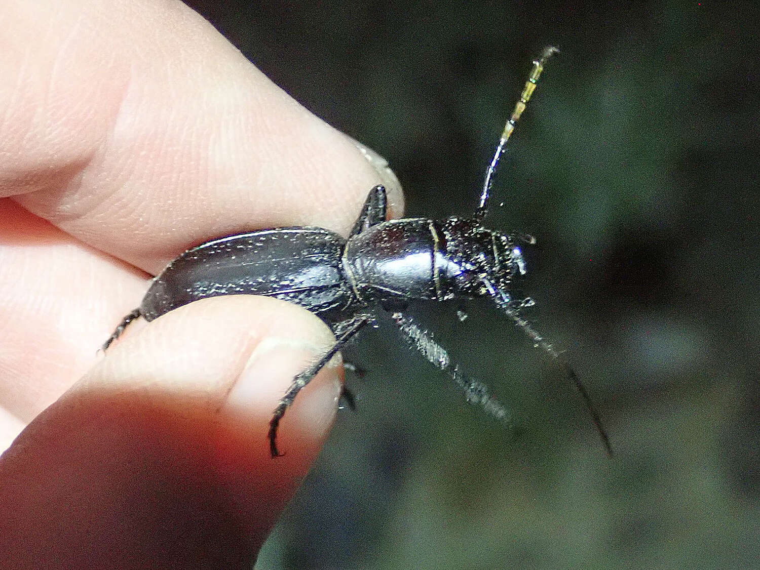 Image of Mojave Giant Tiger Beetle