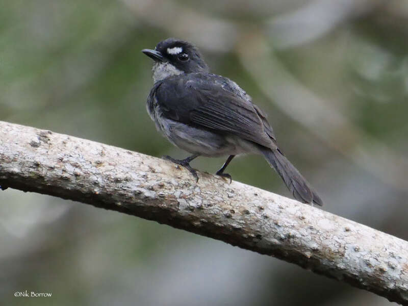 Imagem de Fraseria cinerascens Hartlaub 1857