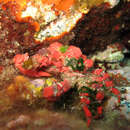Image of red masked crab