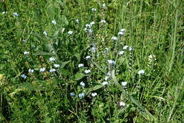 Plancia ëd Myosotis lithospermifolia (Willd.) Hornem.