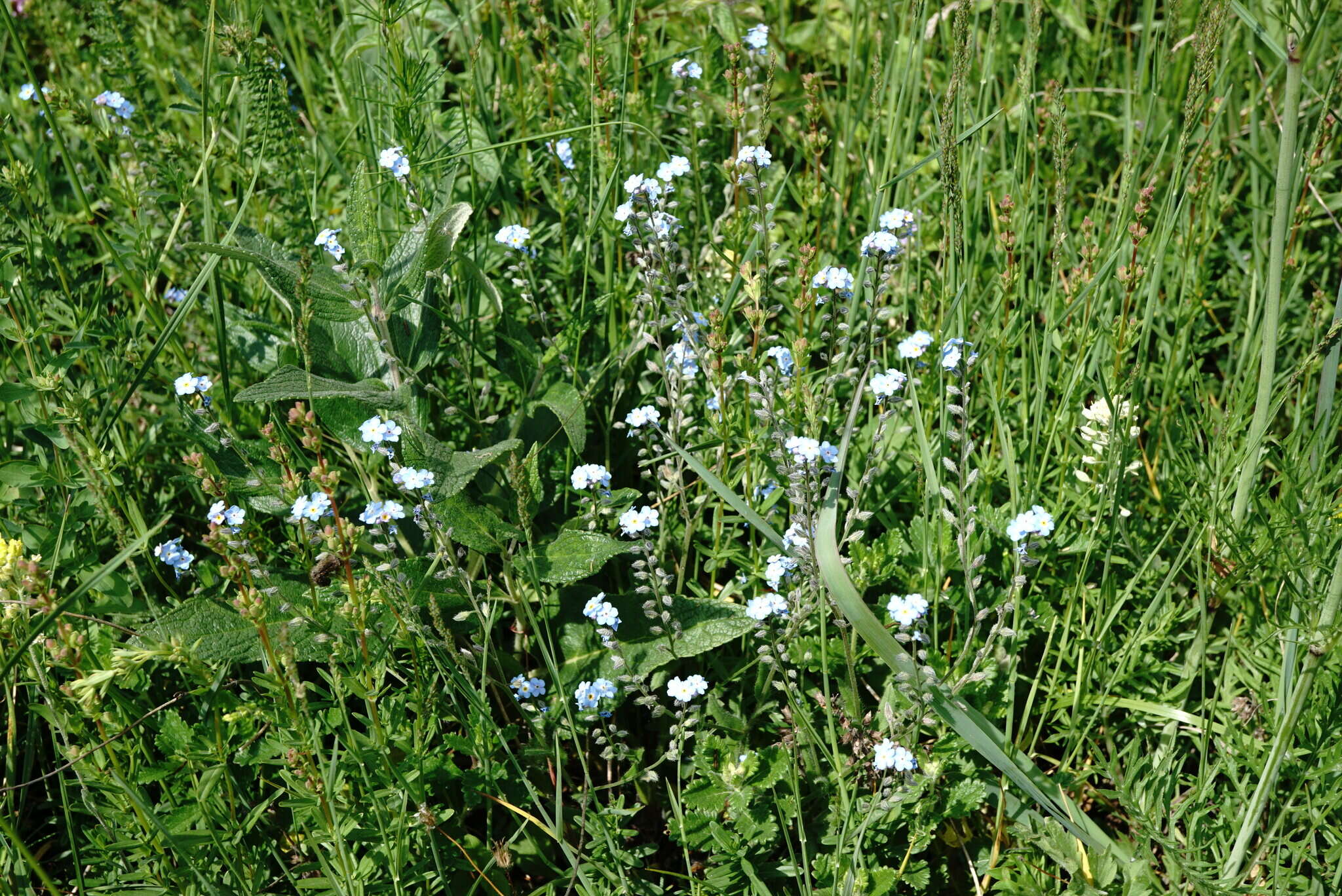 Plancia ëd Myosotis lithospermifolia (Willd.) Hornem.