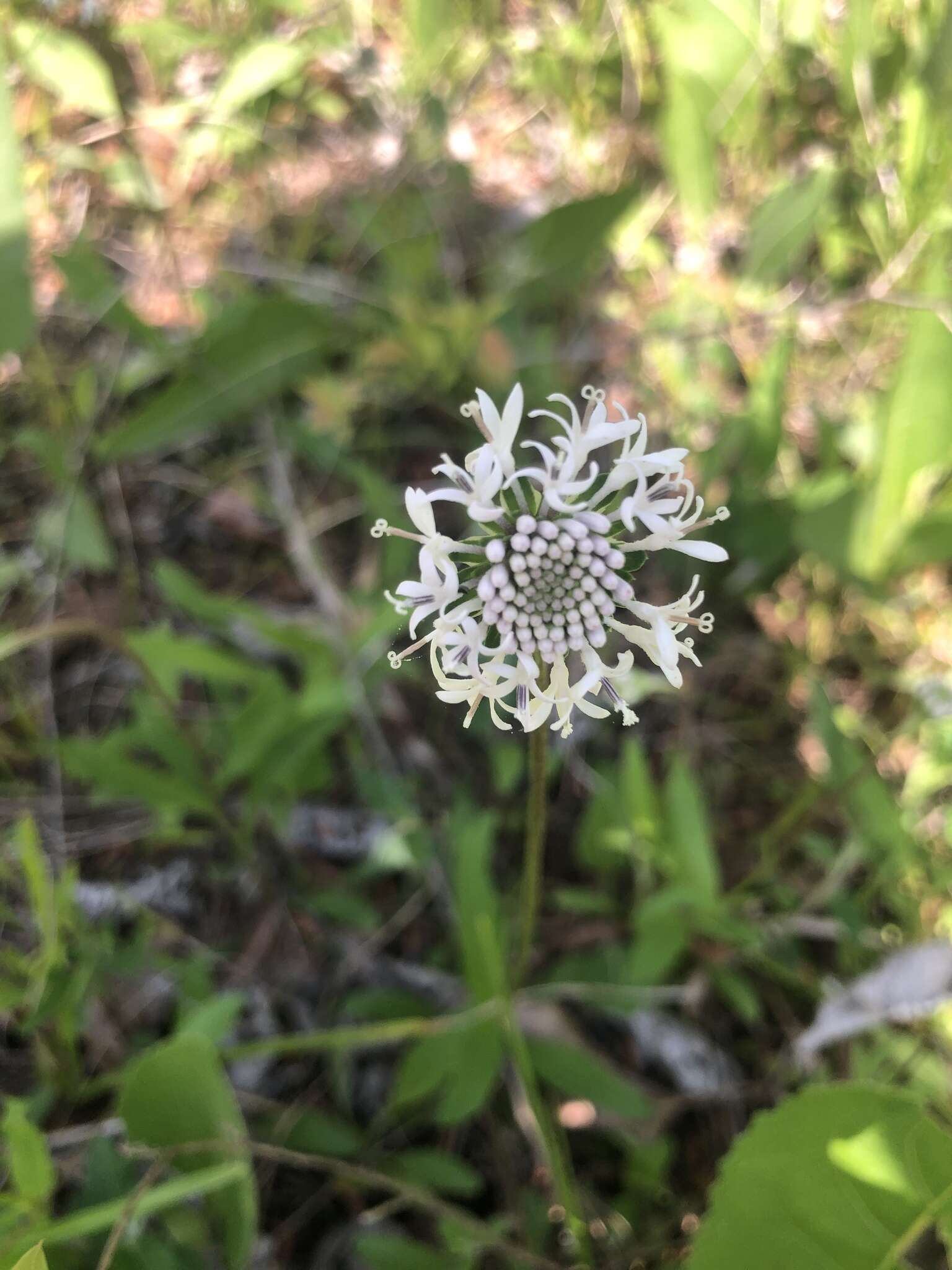 Marshallia obovata (Walt.) Beadle & F. E. Boynt.的圖片