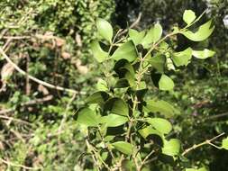 Image of Psydrax odorata subsp. buxifolia (Benth.) S. T. Reynolds