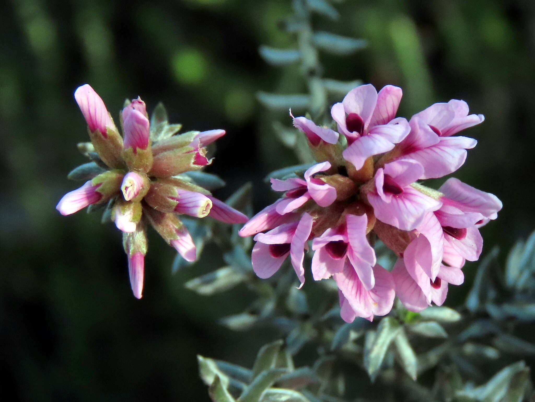 Image of Amphithalea ericifolia subsp. ericifolia