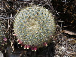 Imagem de Mammillaria flavicentra Backeb. ex Mottram