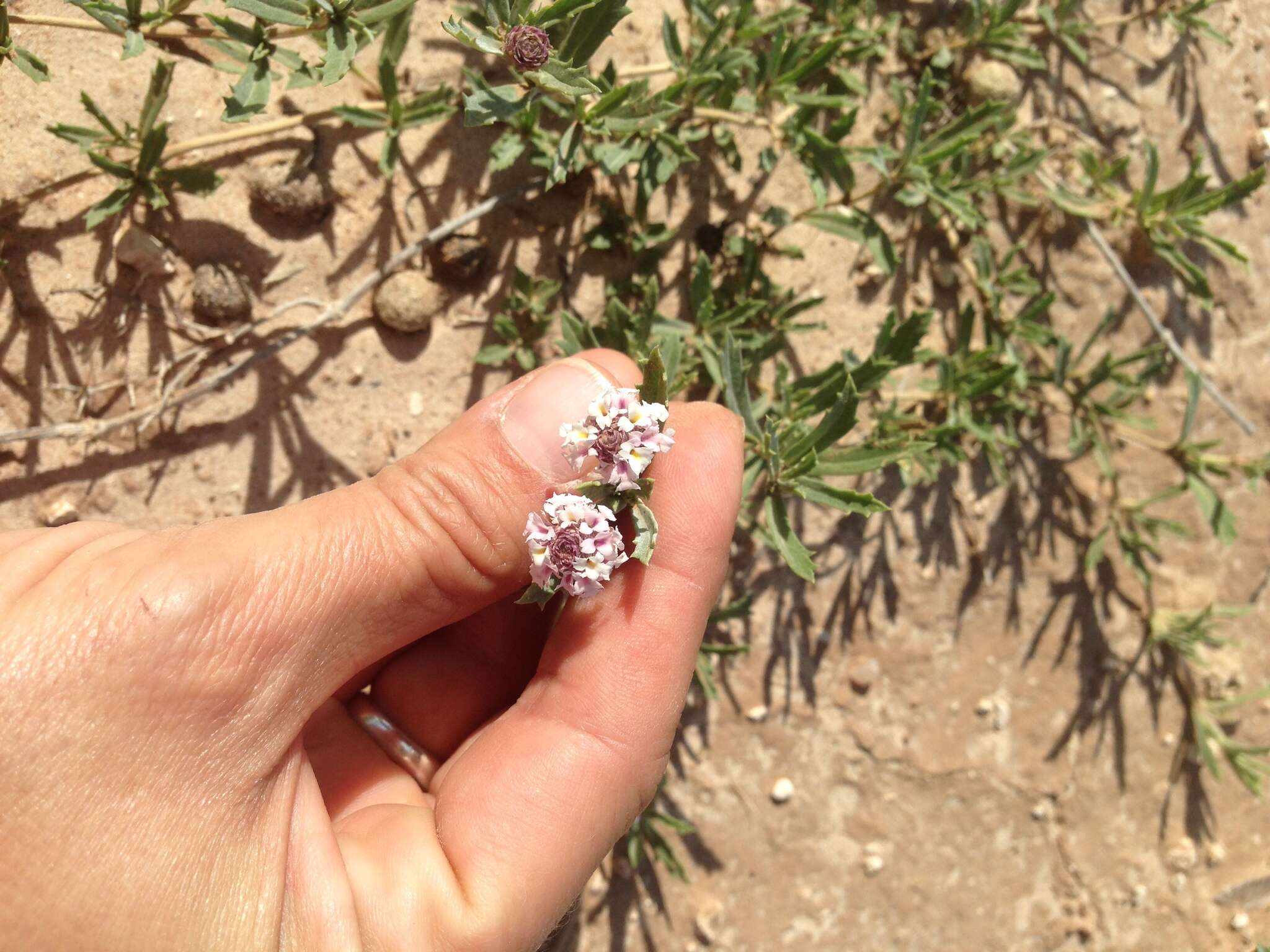 Plancia ëd Phyla cuneifolia (Torr.) Greene