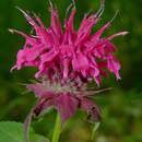 Image of purple bergamot