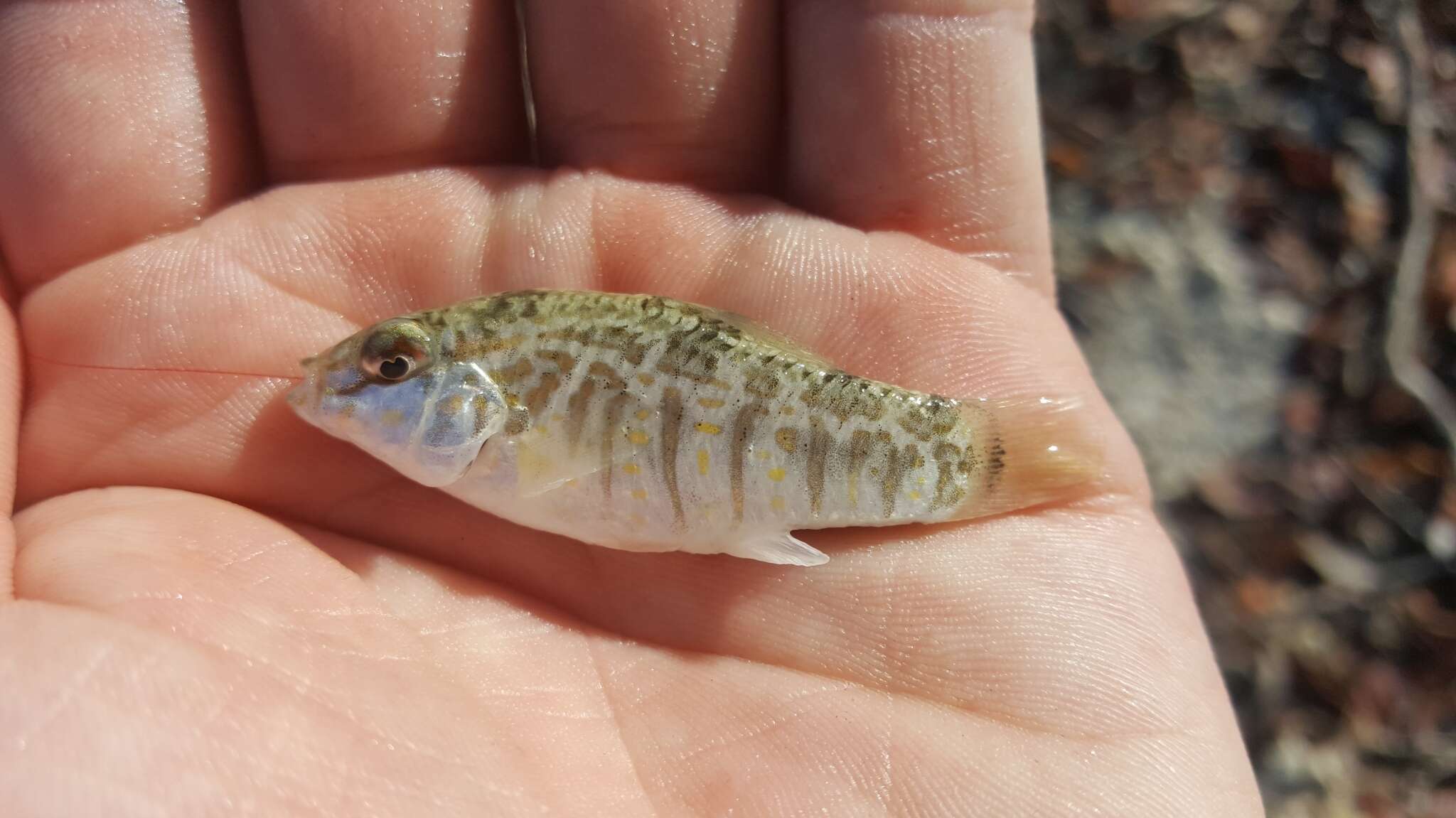 Image of Goldspotted killifish