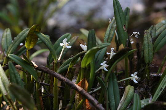 Image of Smooth burr orchid