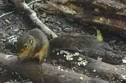 Image of Low's squirrel