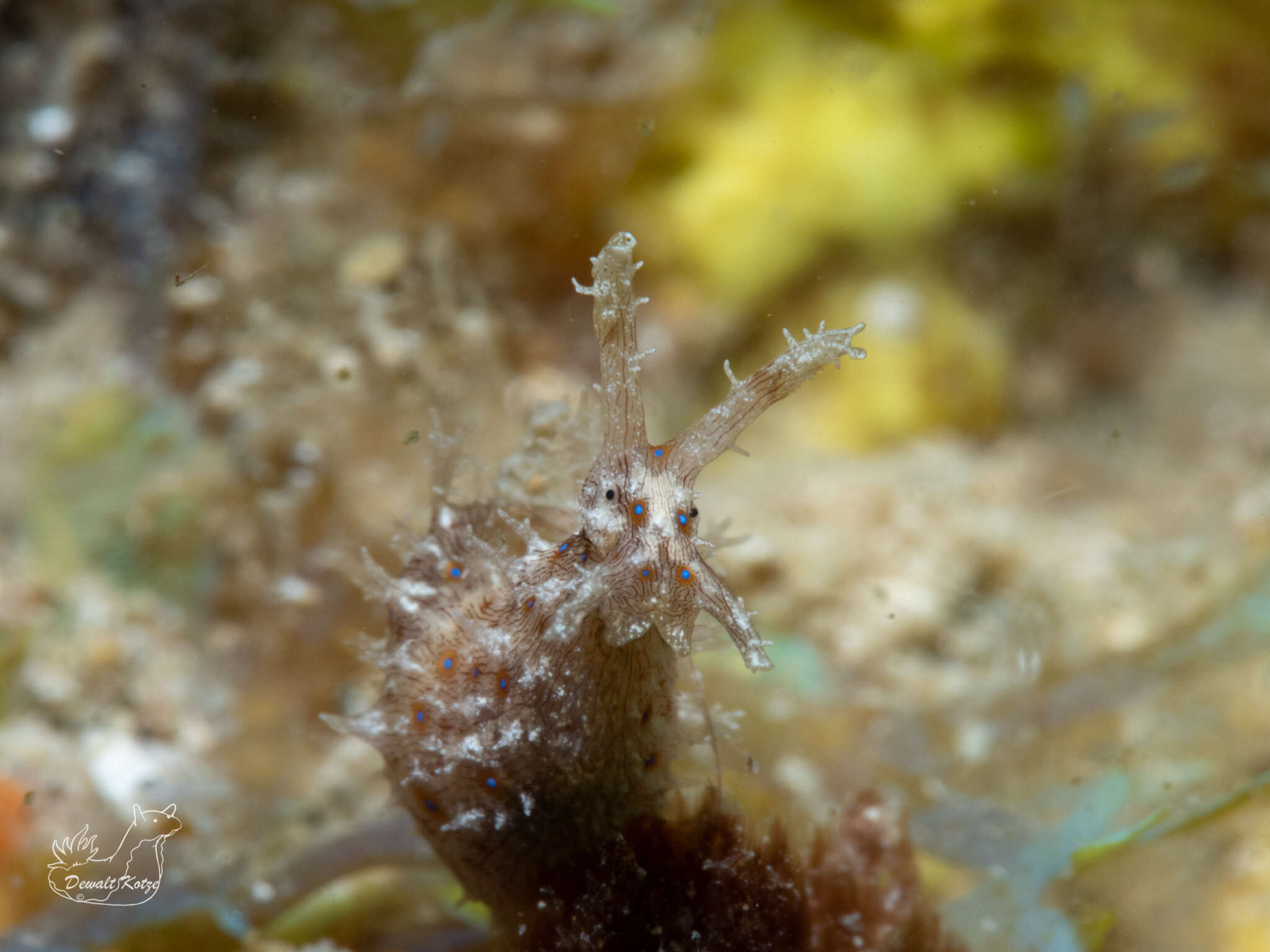 Stylocheilus polyomma (Mörch 1863) resmi