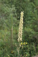 Imagem de Aconitum barbatum Pers.