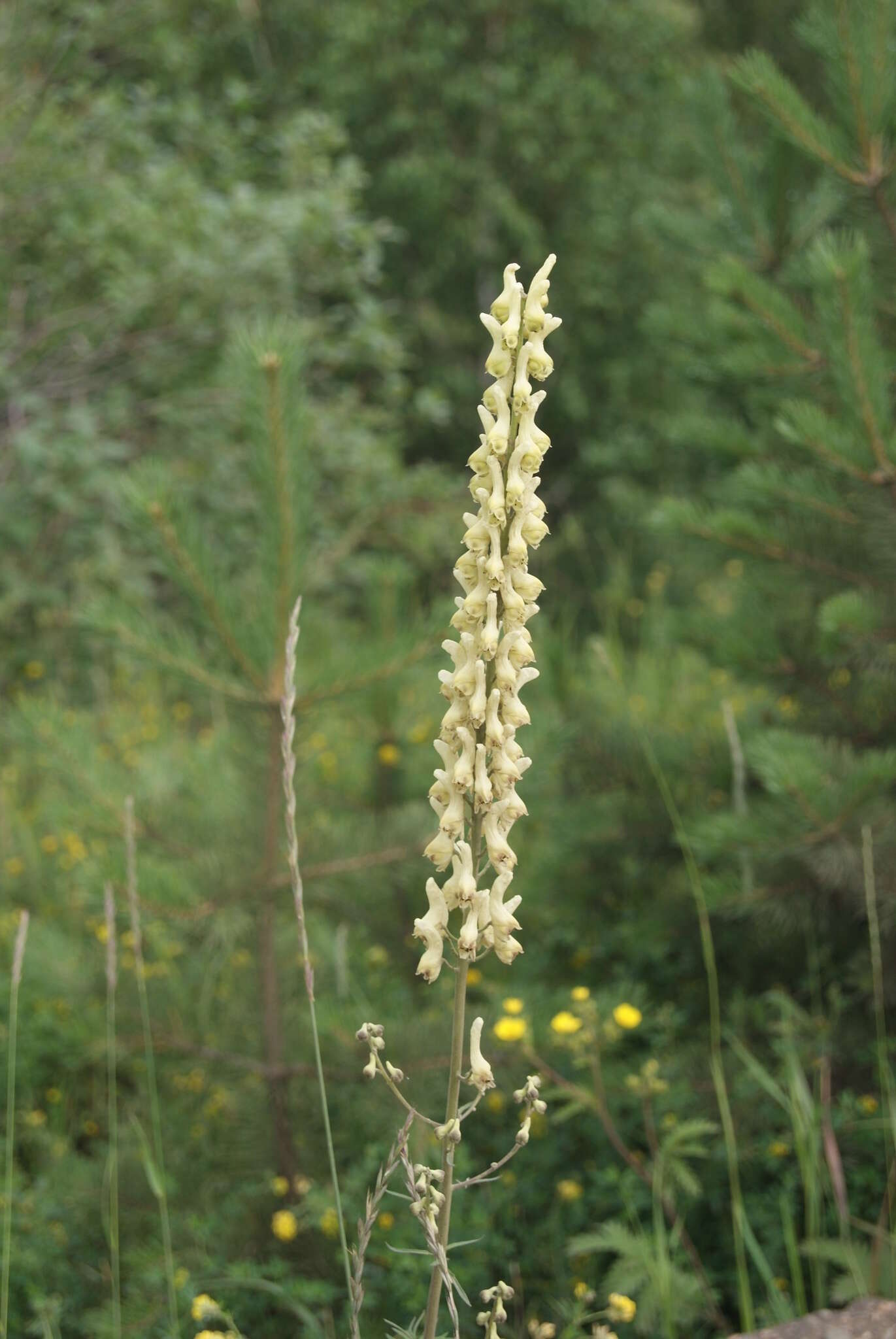 Слика од Aconitum barbatum Pers.