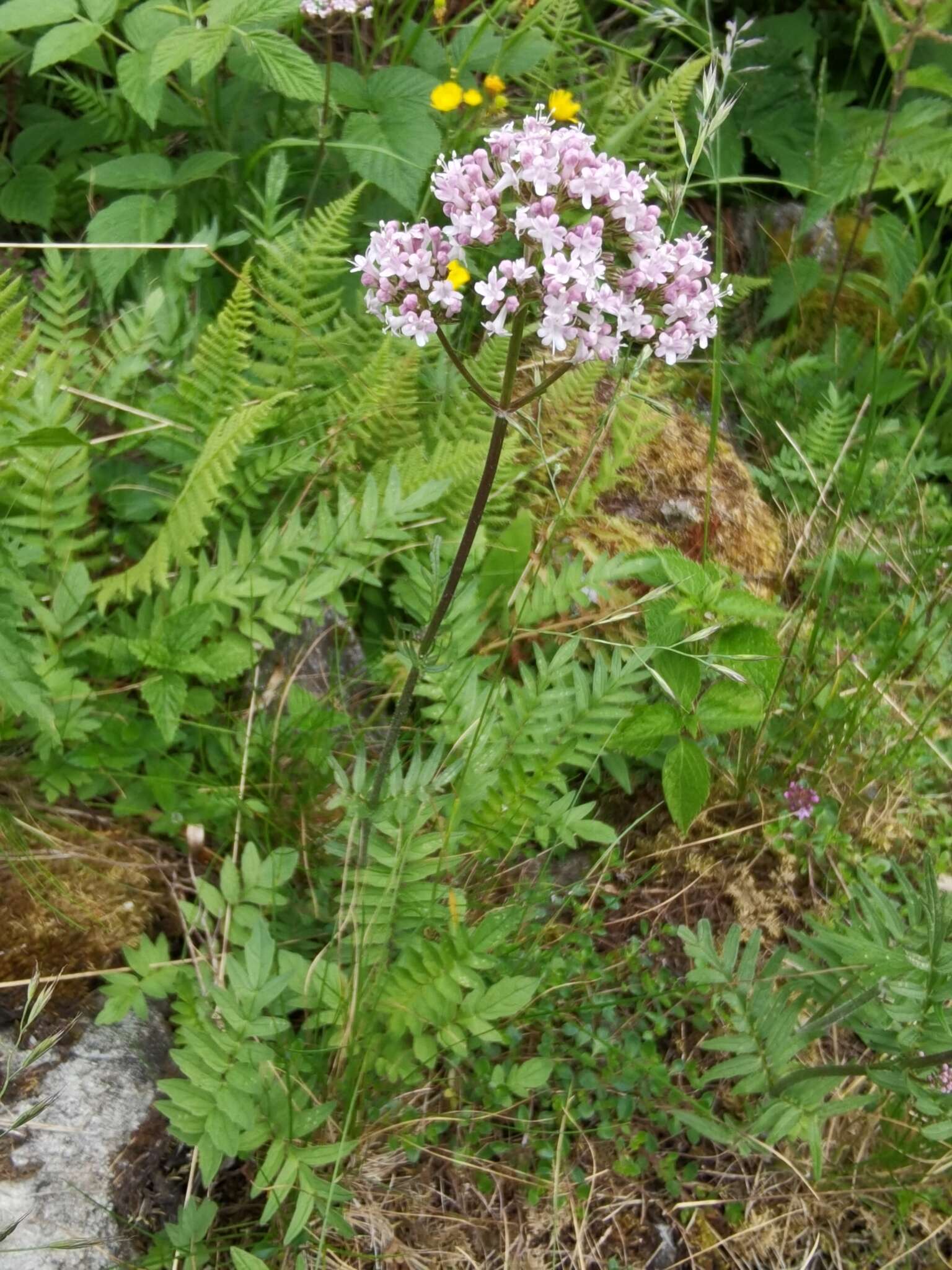 Image de Valeriana stolonifera subsp. angustifolia