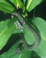 Image of Usambara Eyelash Viper