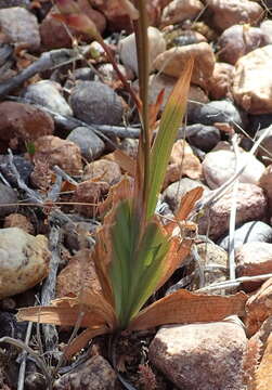 Image de Tritonia pallida subsp. tayloriae (L. Bolus) M. P. de Vos